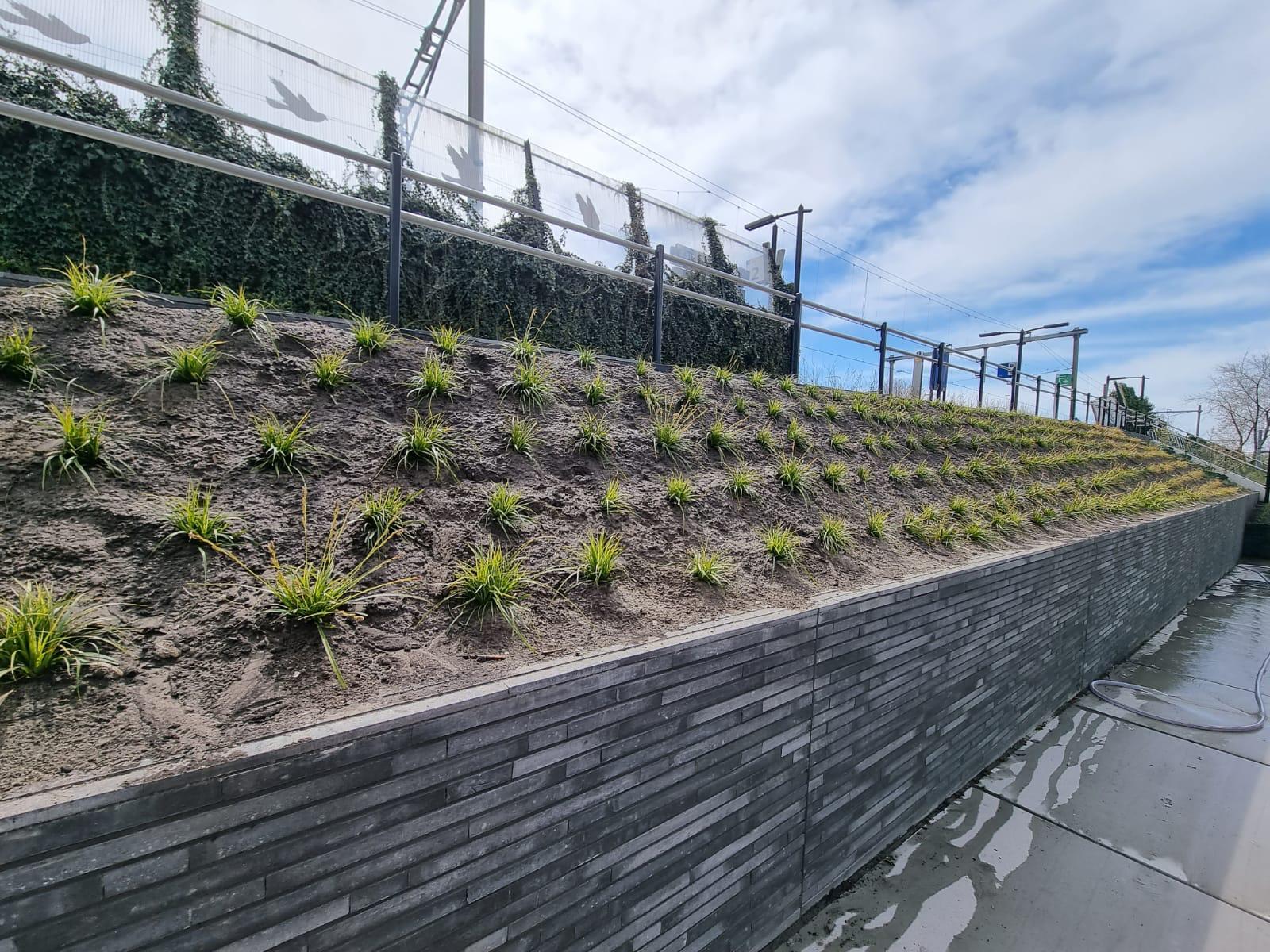 De plantenbakken bij station Rotterdam Noord zijn gevuld.