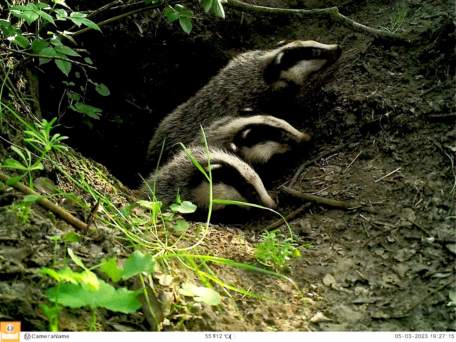 Er zit een das in de kunstburcht in Molkwerum