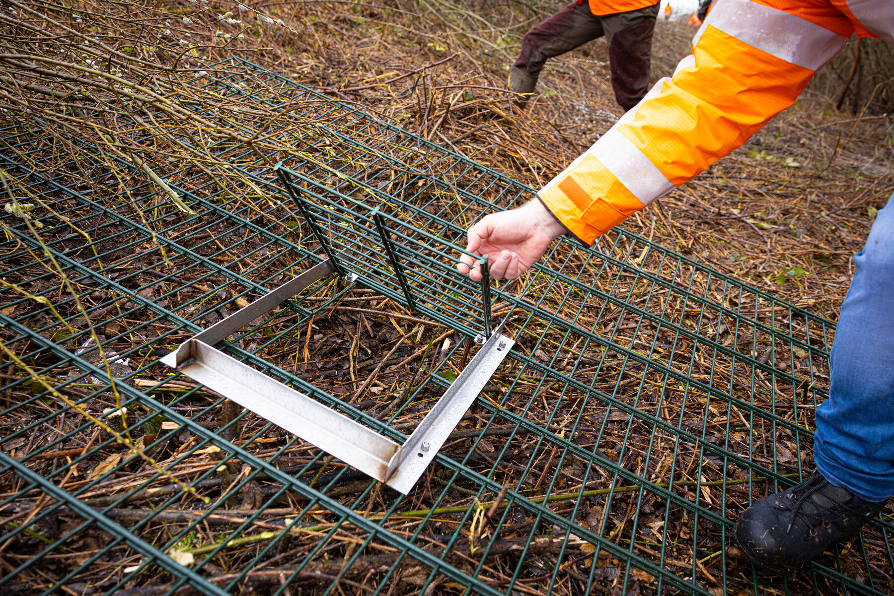 Op deze manier kunnen de dassen hun burcht veilig verlaten, maar niet meer terugkeren