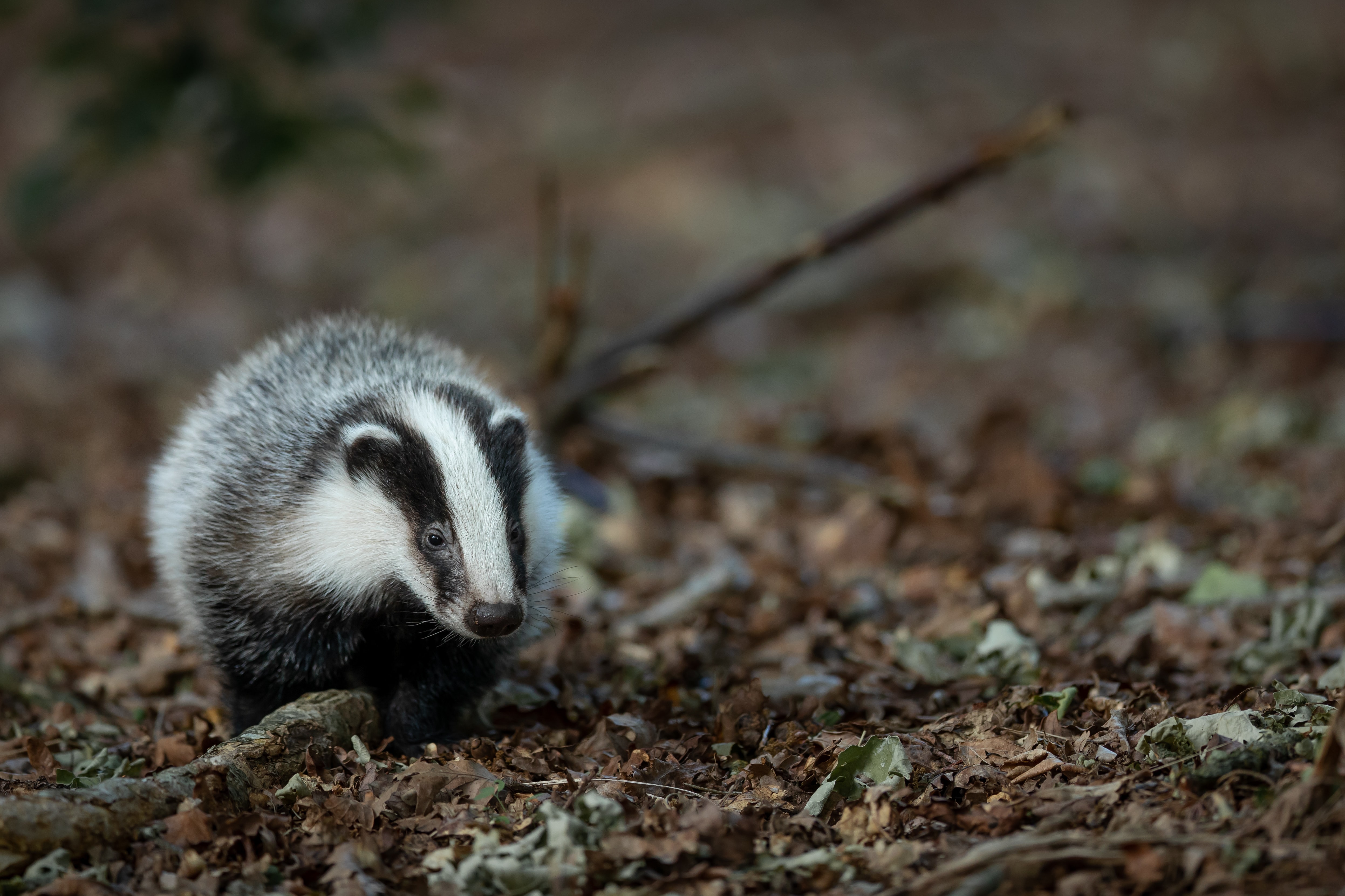 Programma Das en Bever