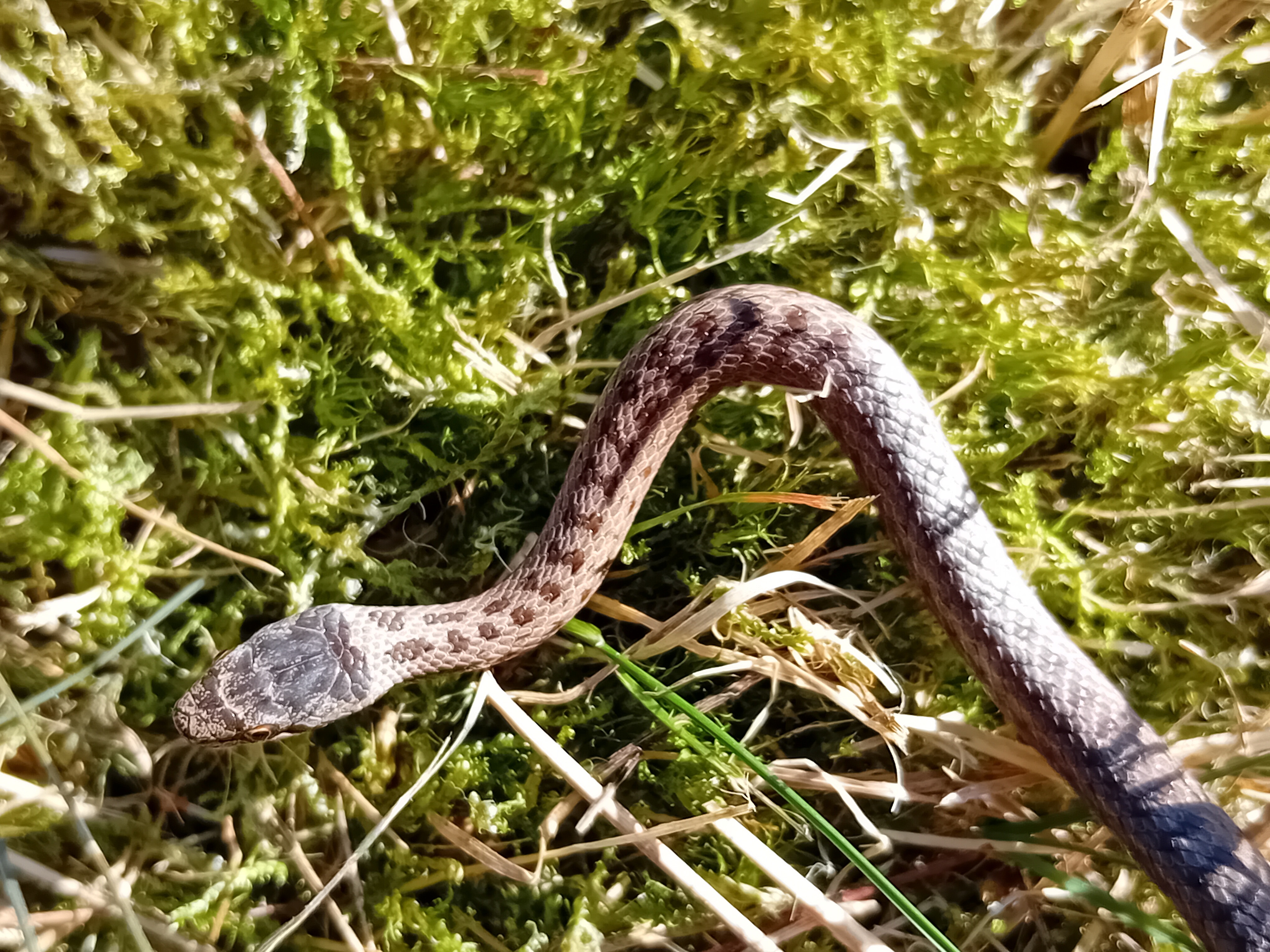 Droge heide, open bos, zandgrond… voor de gladde slang is het lekker wonen langs het spoor