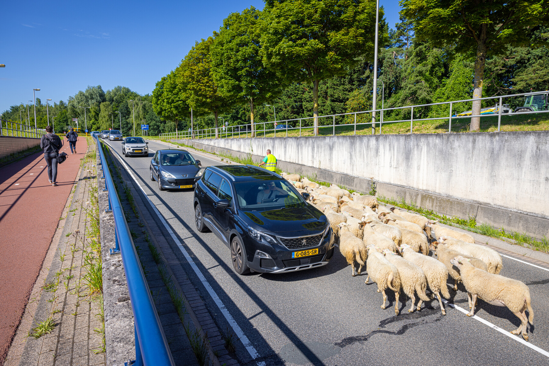 Schaapsherder Martin Oosthoek begeleidt de schapen naar hun nieuwe plek