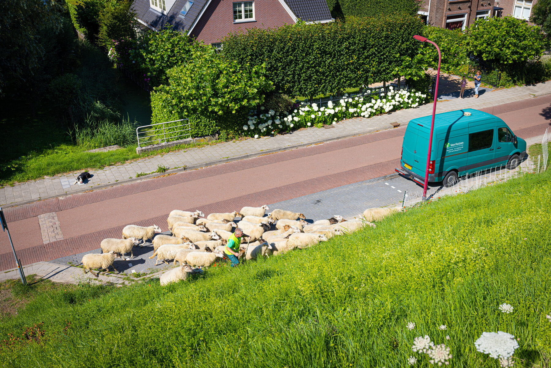 Nieuwsgierig verkent de colonne het talud