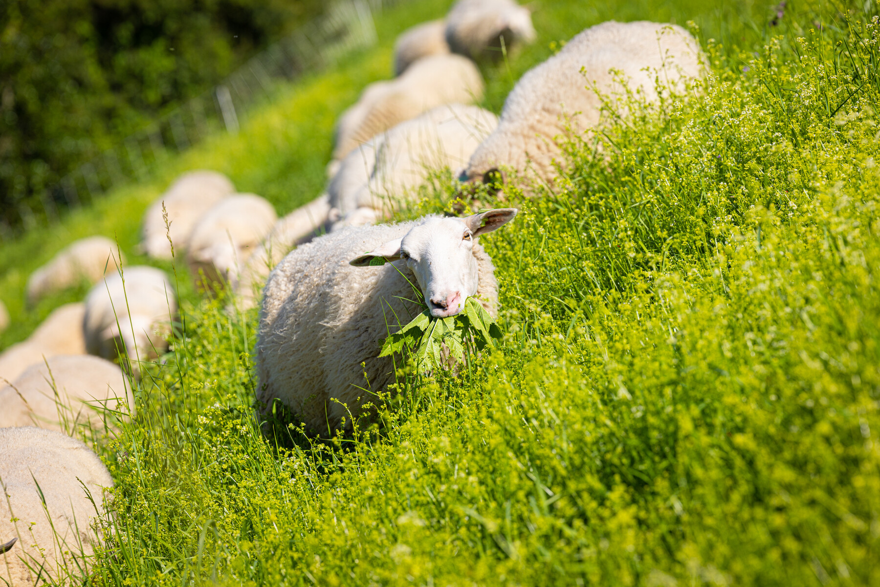 Een steile helling is geen punt. Als er maar mals groen te vinden is