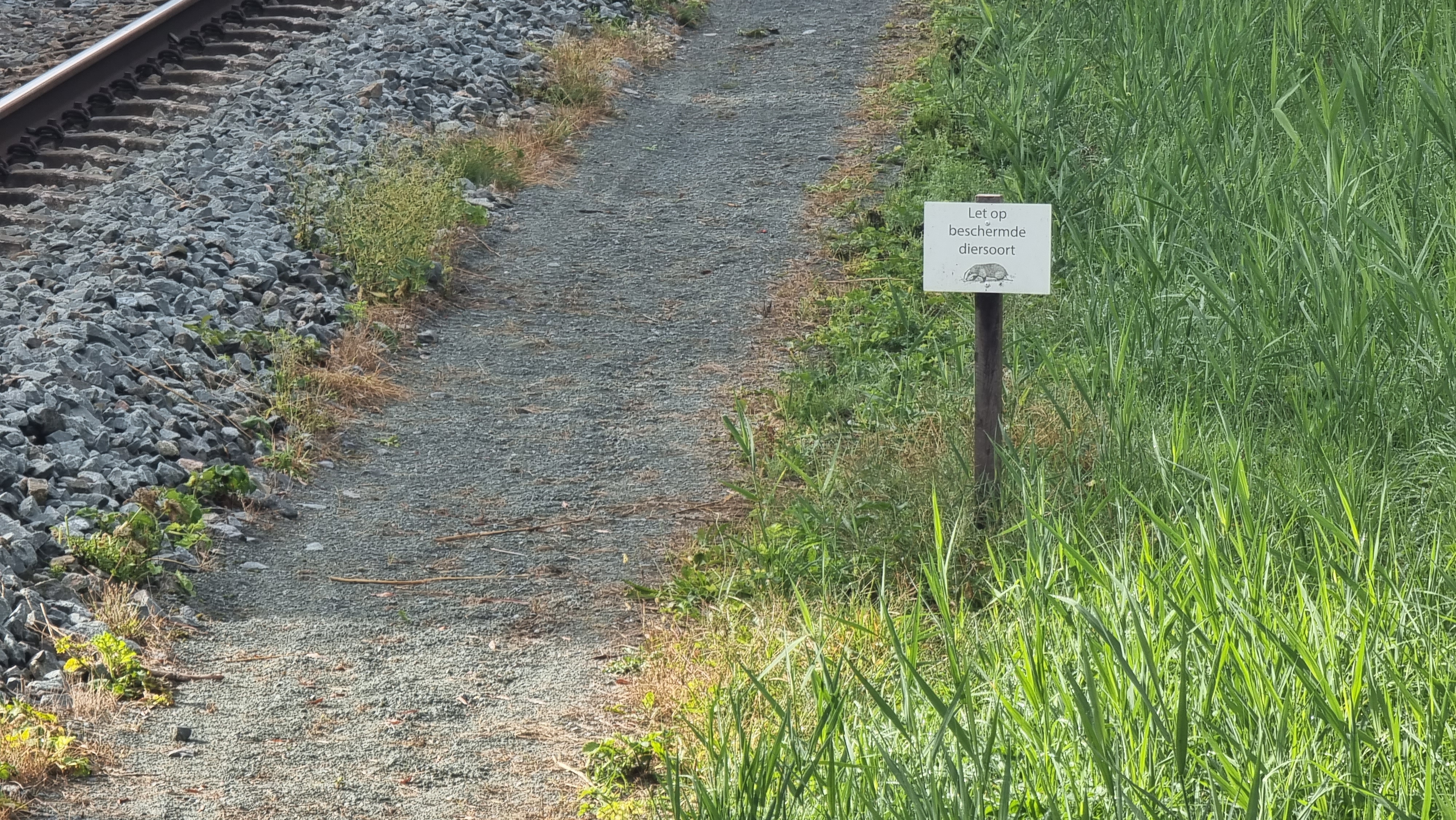 Dassen rond het spoor