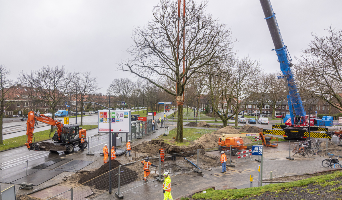 De boom is onderweg