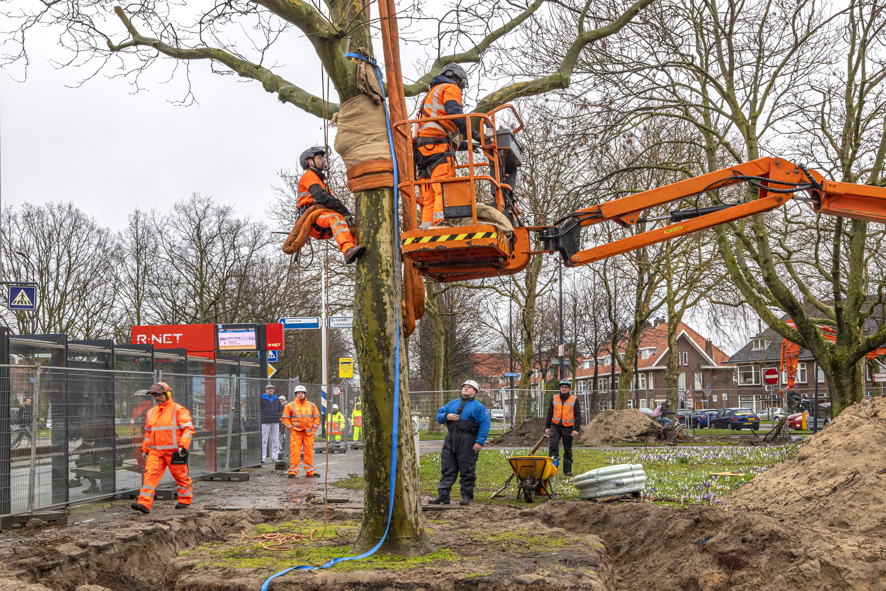 De boom wordt klaar gemaakt voor de verhuizing