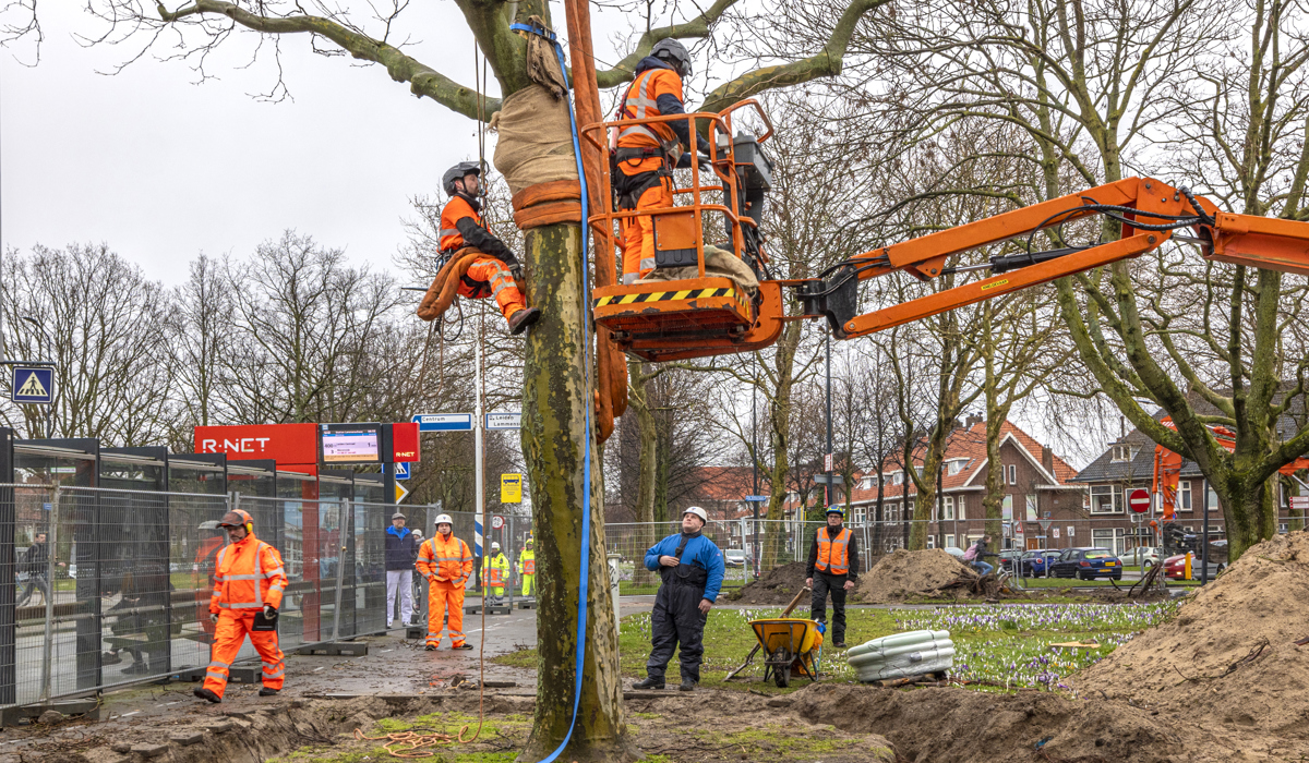 De boom wordt klaar gemaakt voor de verhuizing