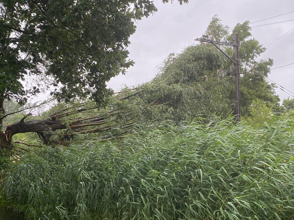 Een omgevallen boom in de buurt van Boskoop