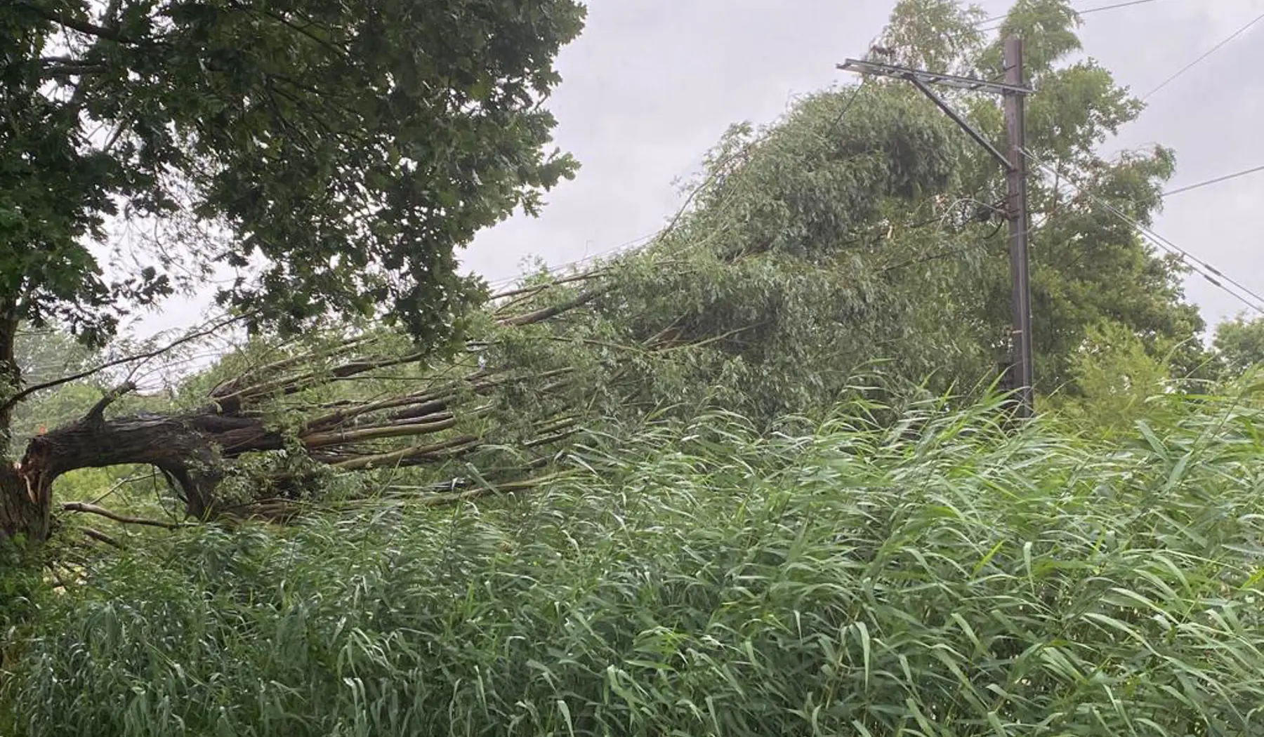 Een omgevallen boom in de buurt van Boskoop