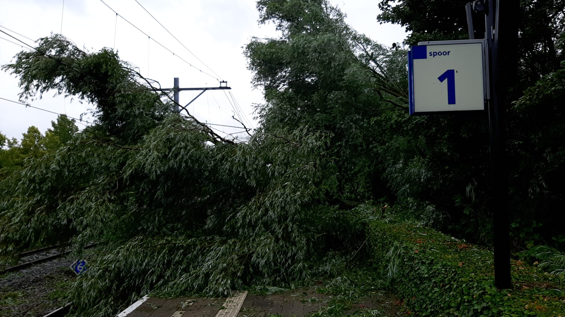 Een perron op station Purmerend bedolven onder een boom