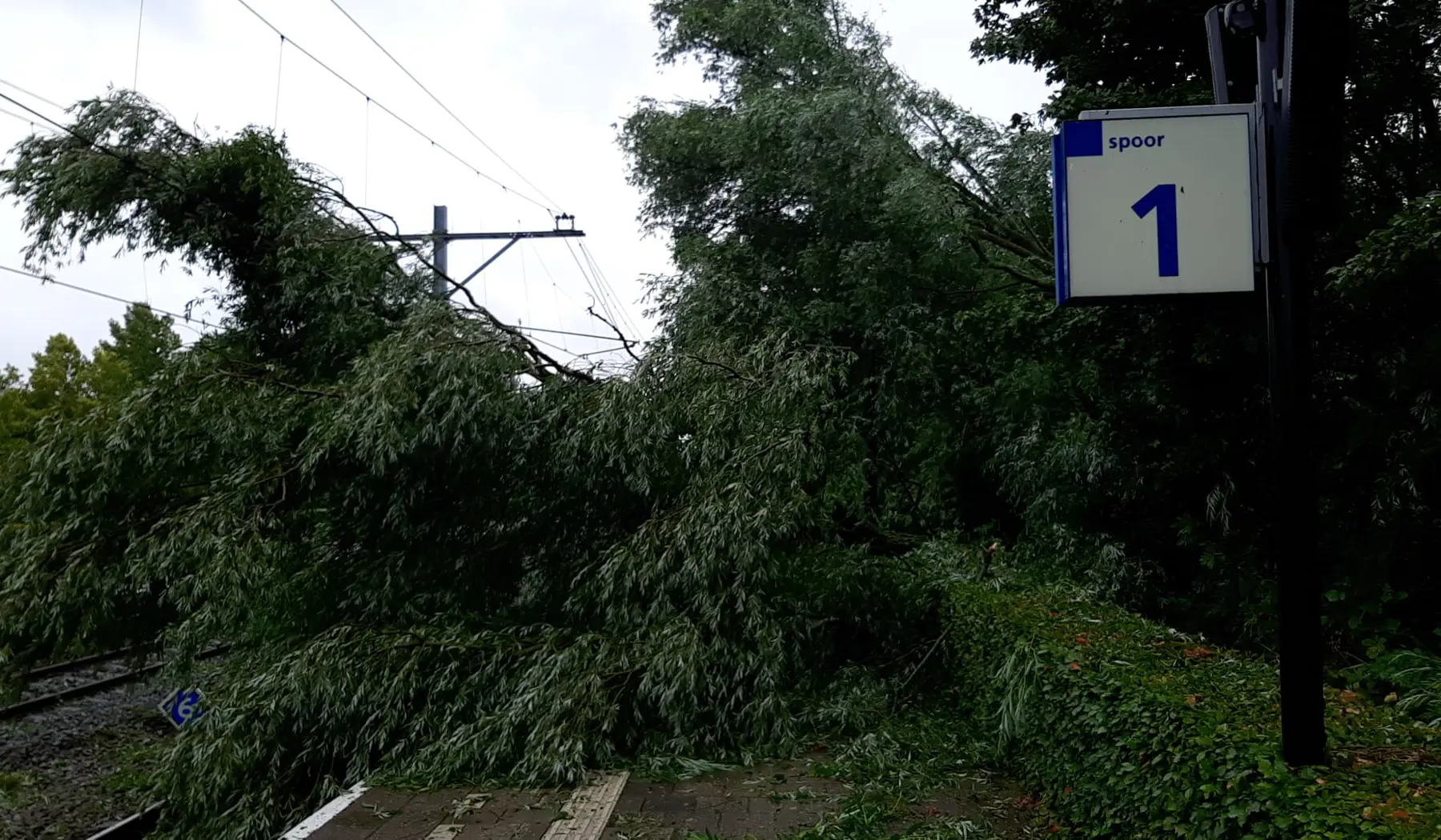 Een perron op station Purmerend bedolven onder een boom