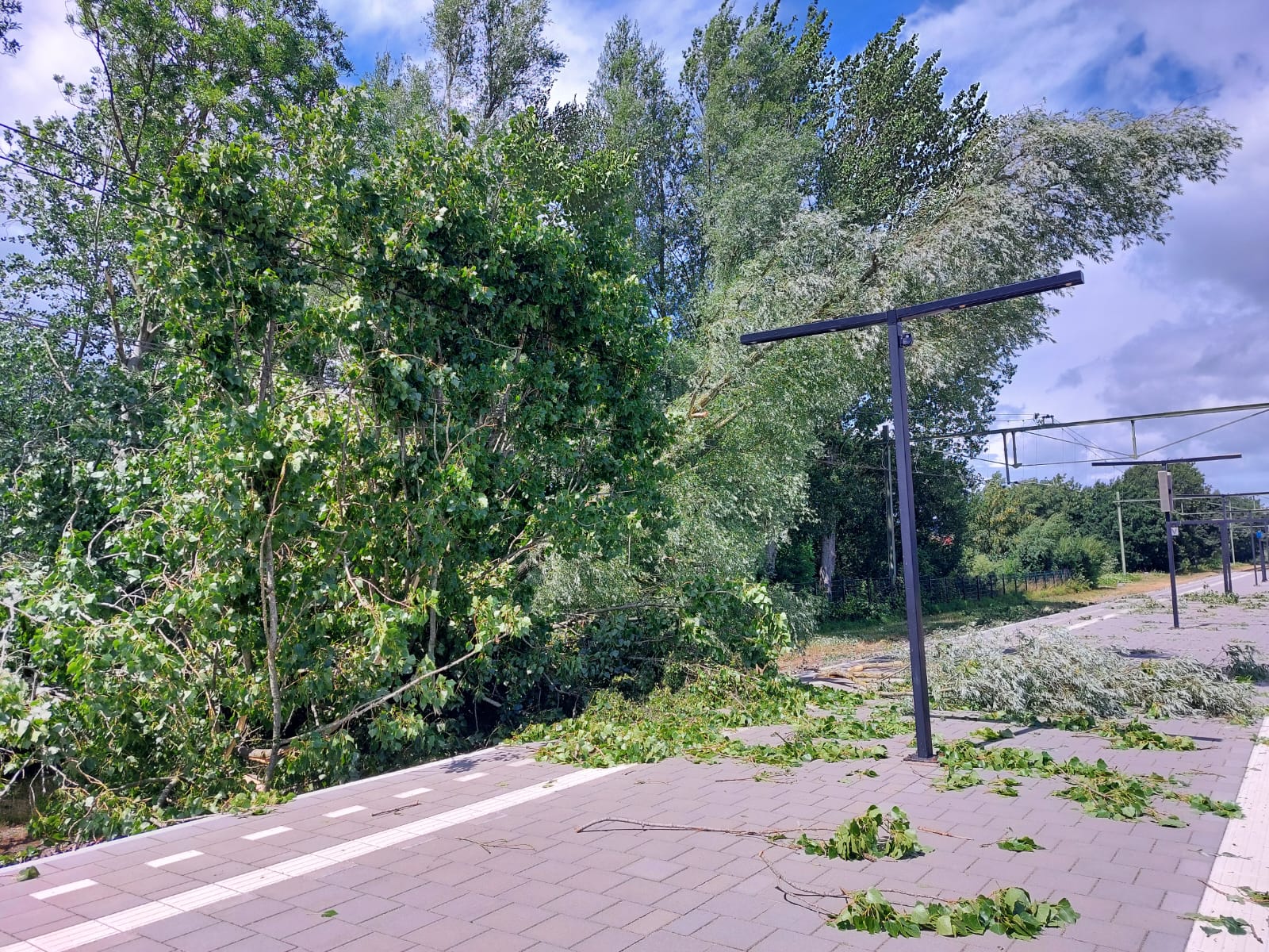 Ook buiten de Randstad vallen er bomen: station Heerenveen