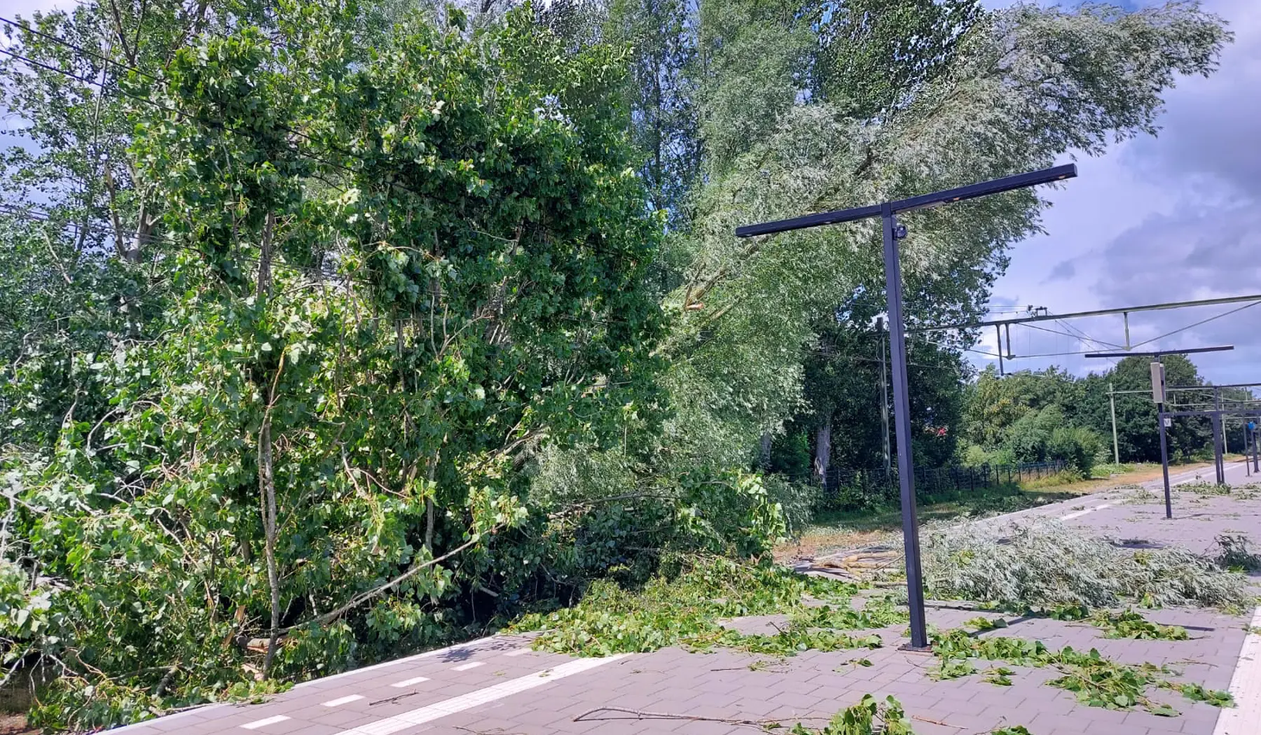 Ook buiten de Randstad vallen er bomen: station Heerenveen