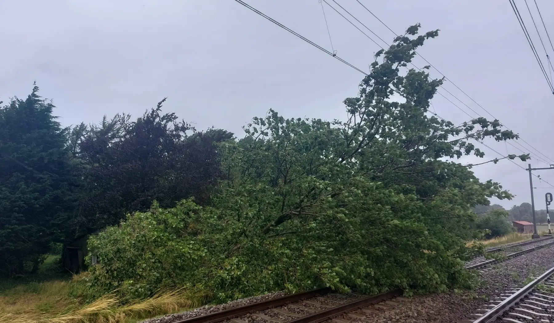 Een omgevallen boom in de buurt van Lisse