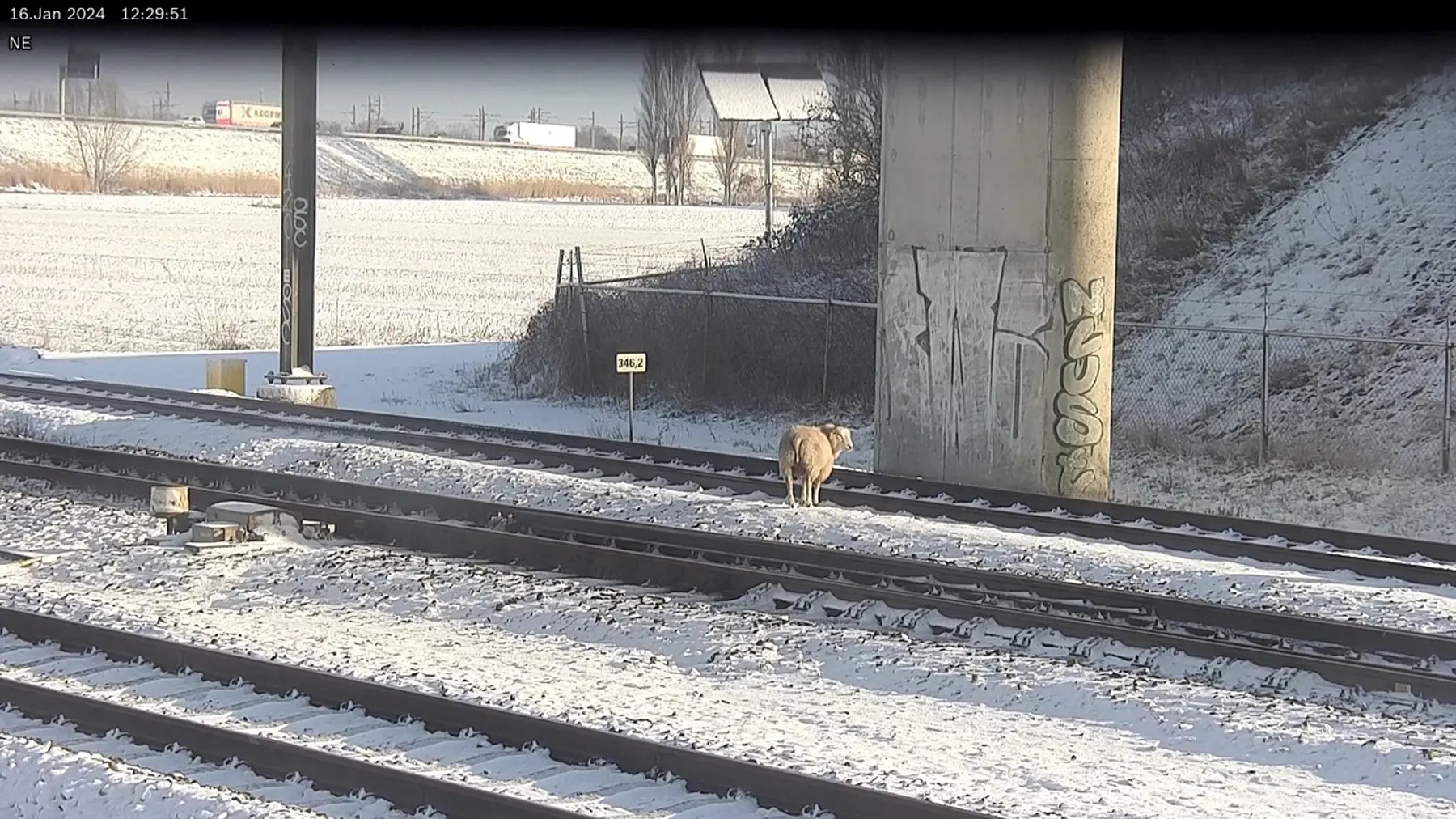 Onze incidentenbestrijders komen ook schapen tegen in het spoor