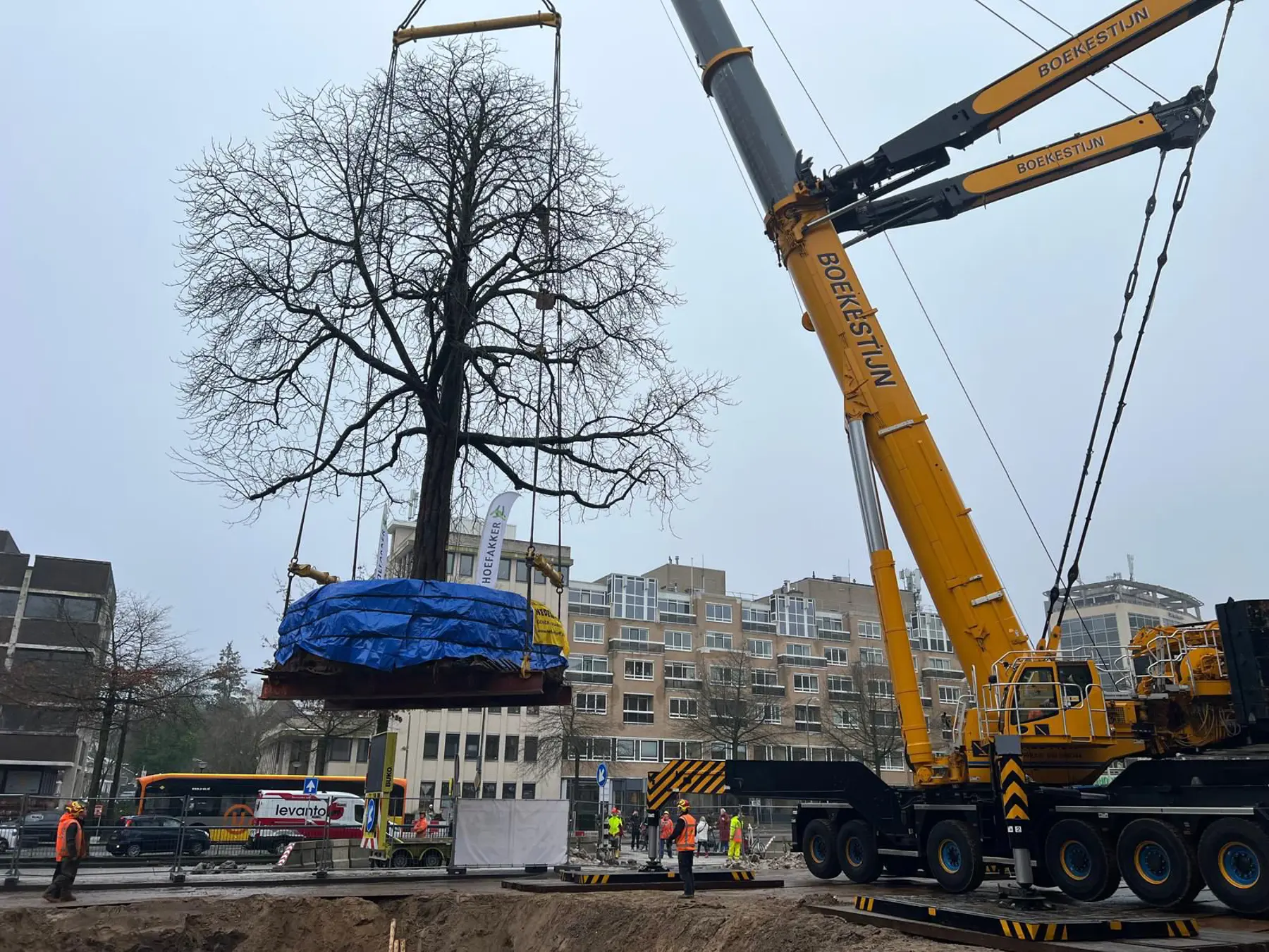 Een telekraan tilt de kastanjeboom uit zijn huidige standplaats. Beeld: gemeente Amersfoort