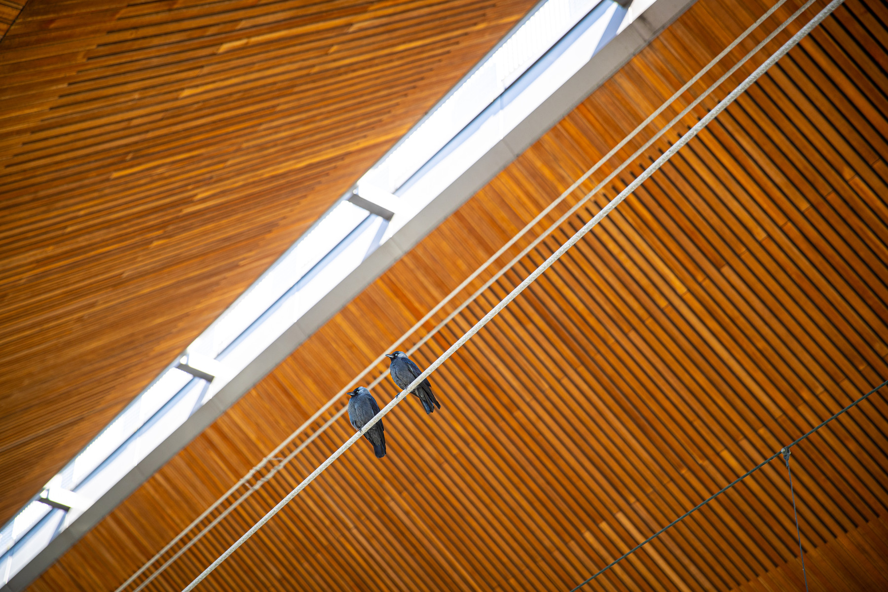 Het dak van station Amsterdam Bijlmer ArenA