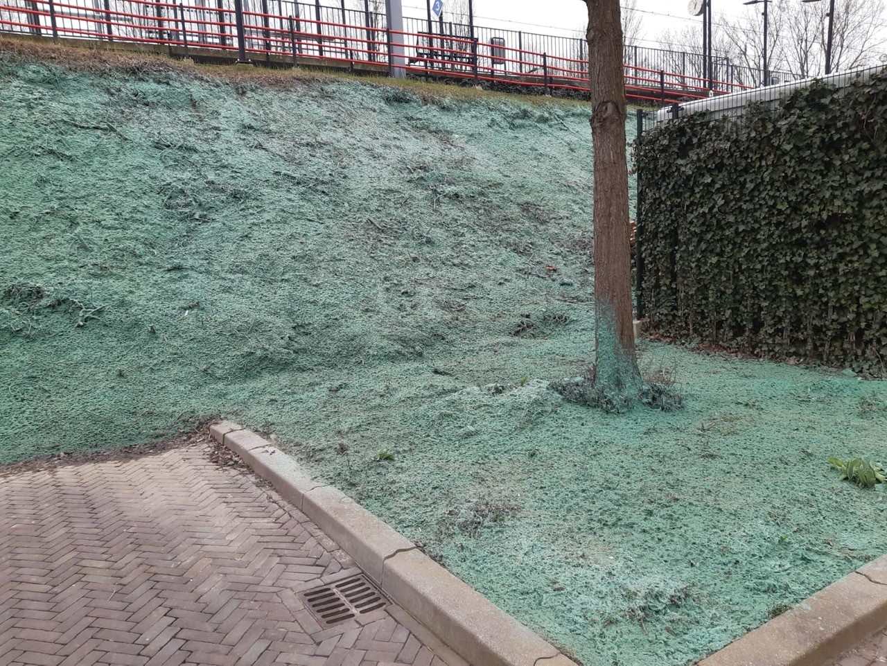 Hydroseeding bedekt de grond met een groen laagje