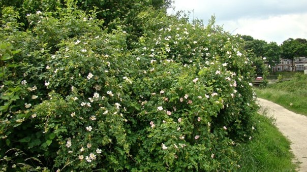 Referentiebeeld Hondsroos