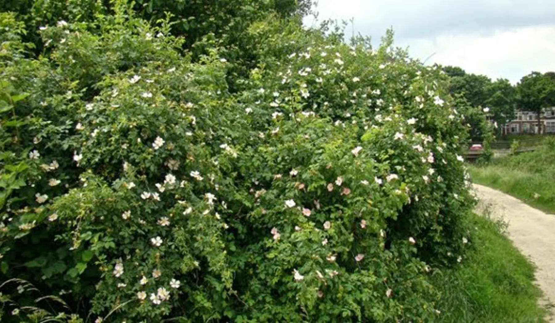 Referentiebeeld Hondsroos