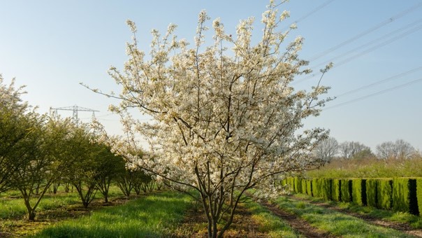 Referentiebeeld Krentenboompje