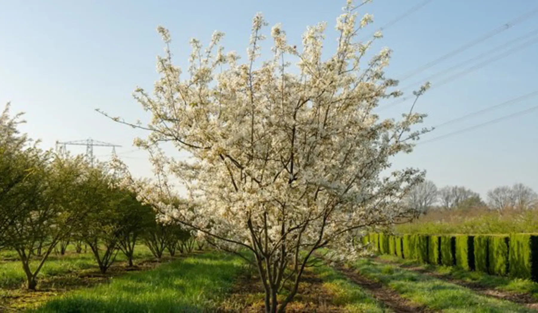Referentiebeeld Krentenboompje