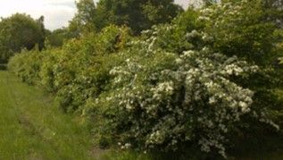 Referentiebeeld van een gemengde haag