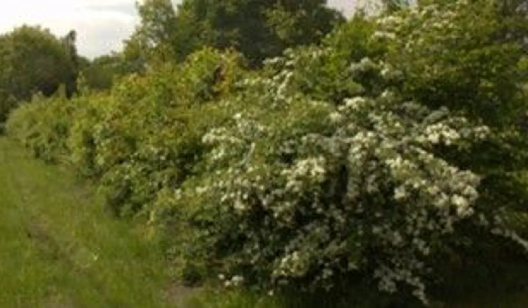 Referentiebeeld van een gemengde haag