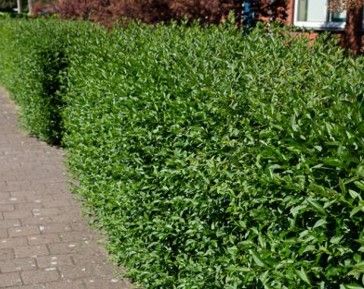 Referentiebeeld van een ligusterhaag