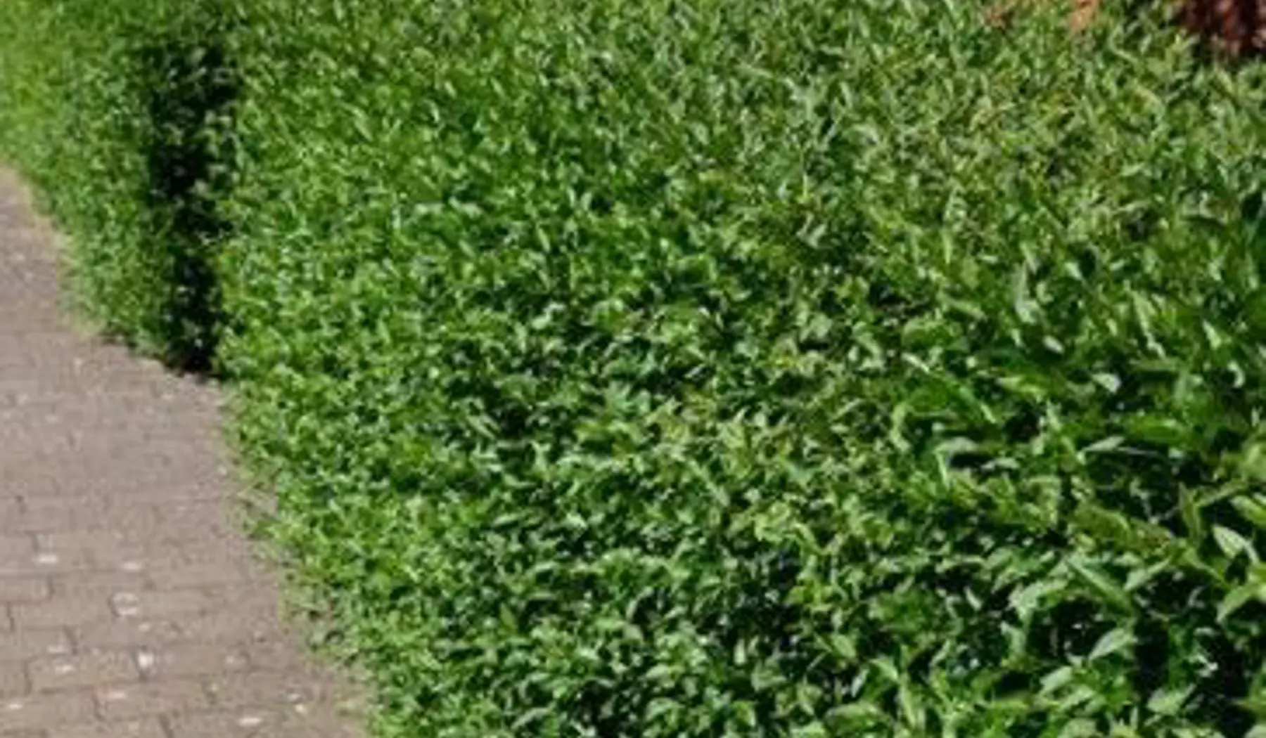 Referentiebeeld van een ligusterhaag