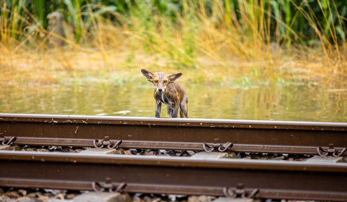 Een kletsnatte vos vlucht over het spoor in Limburg