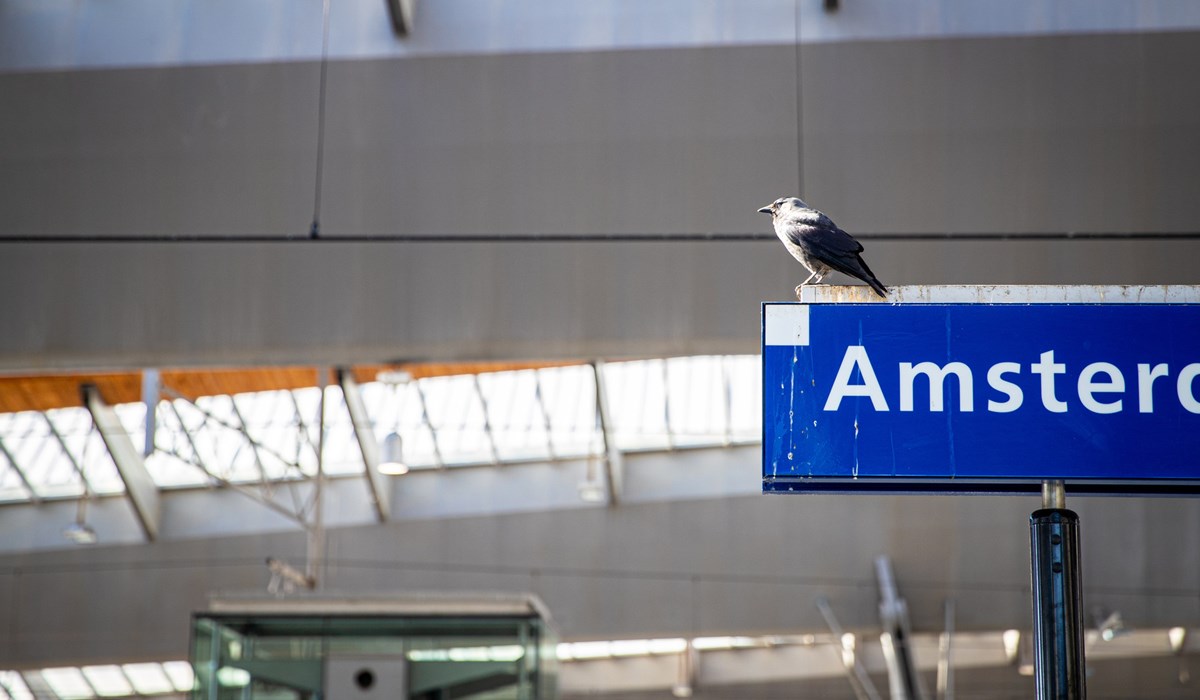 Een vogel op station Amsterdam Centraal