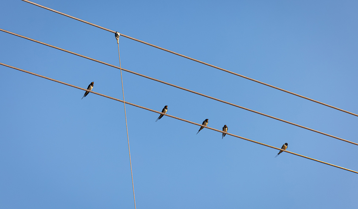 Vogeltjes op de bovenleiding