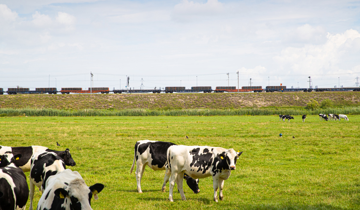 Koeien bij het spoor