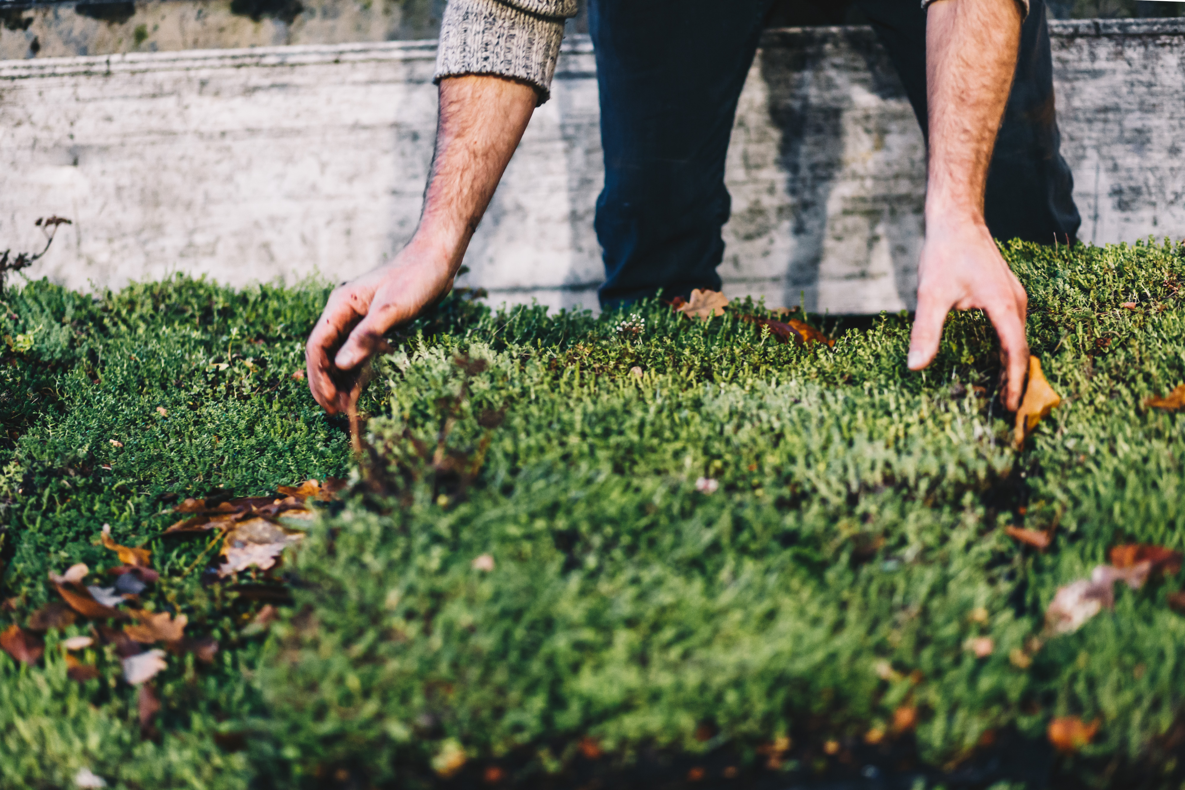 Op het dak is sedum gelegd