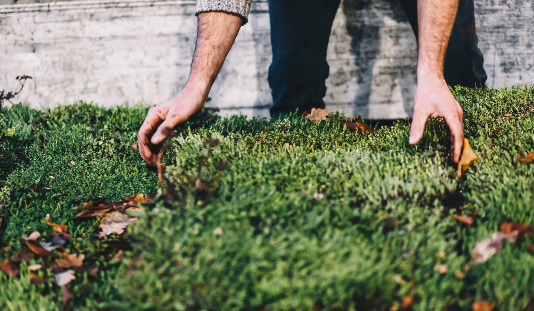 Op het dak is sedum gelegd