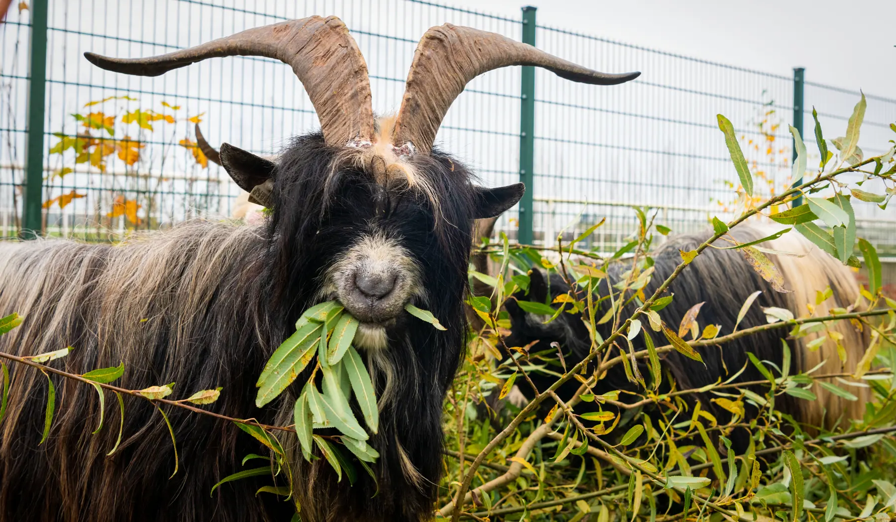 Vooral wilgen vinden ze lekker