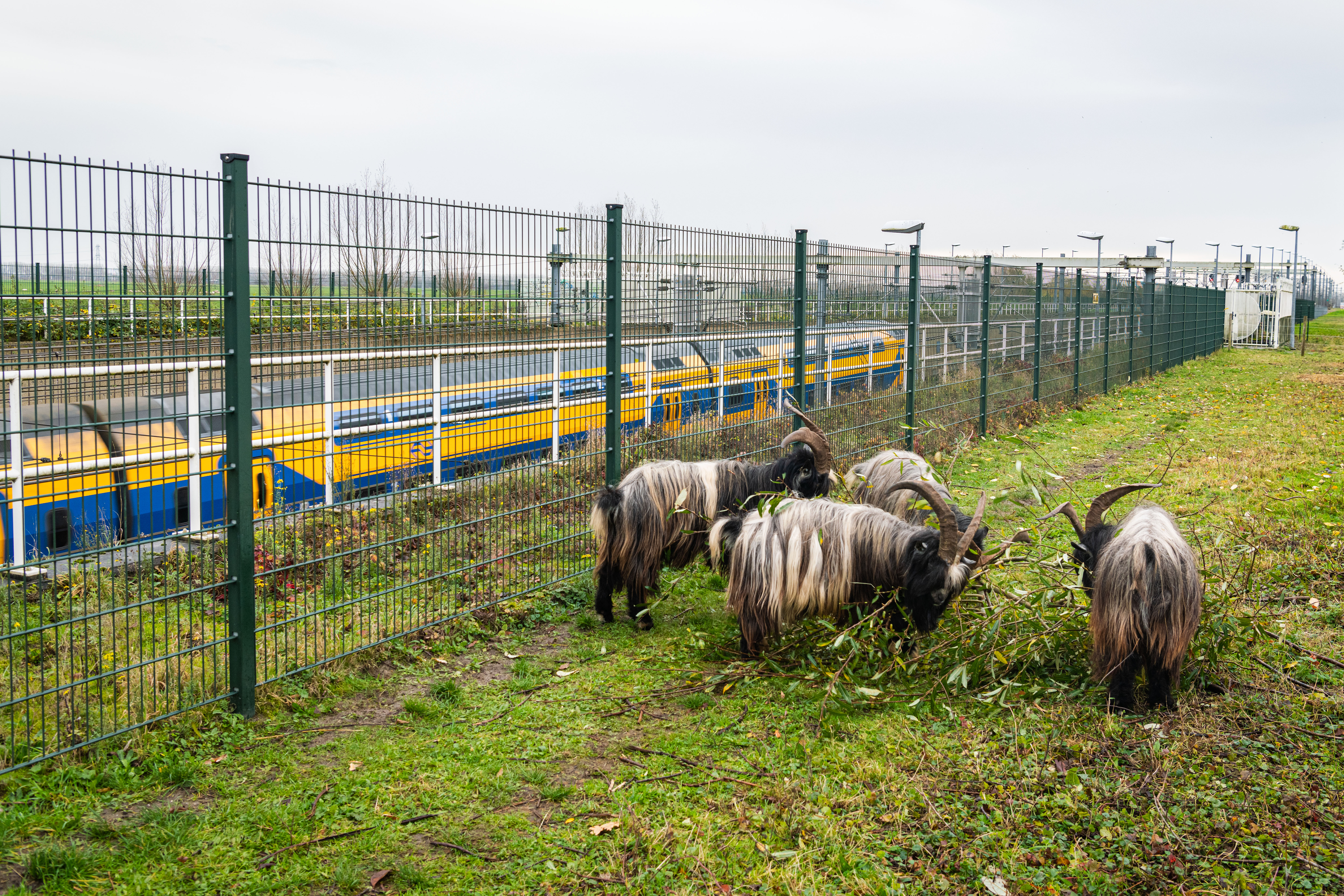 Geiten langs het spoor