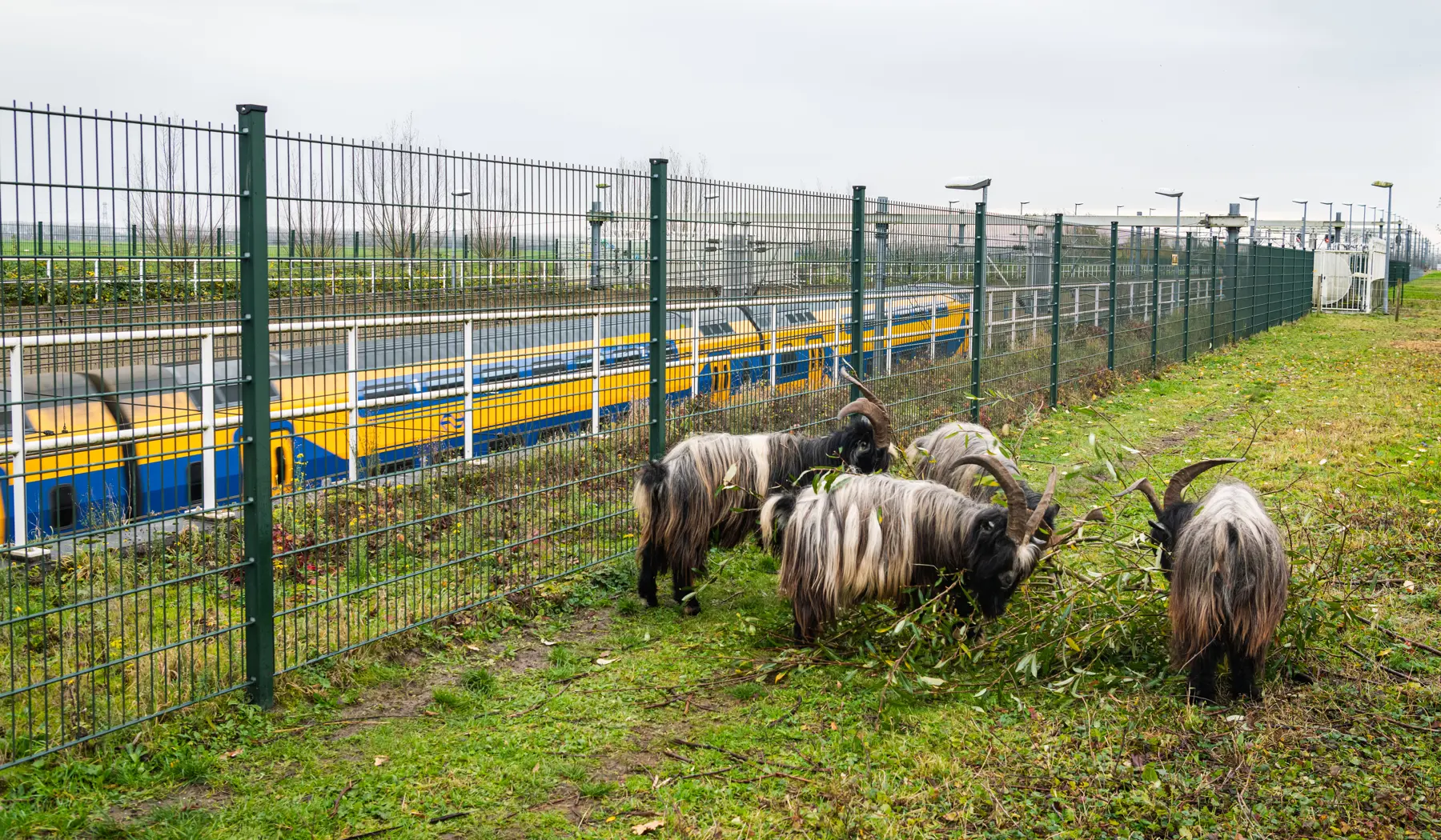 Geiten langs het spoor
