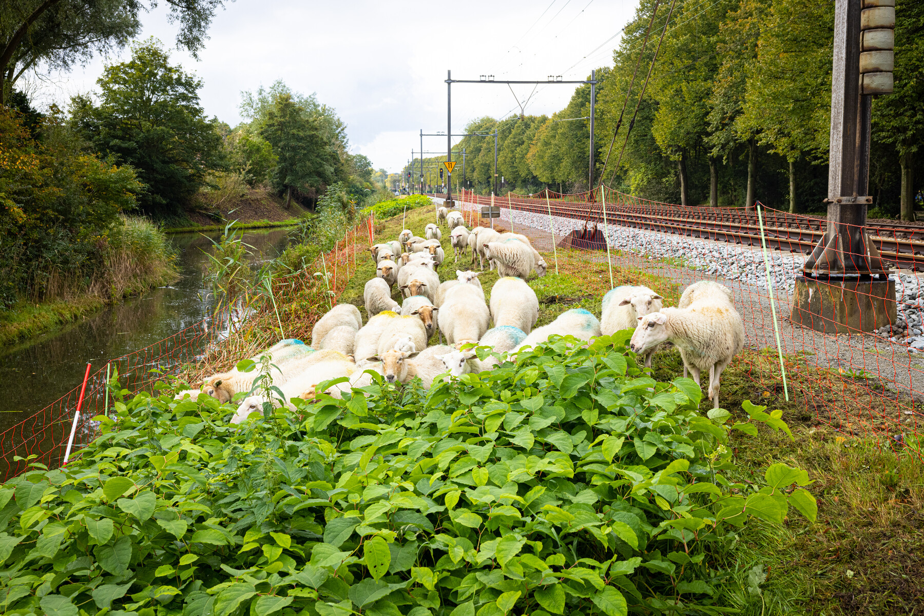 Schapen grazen langs het spoor