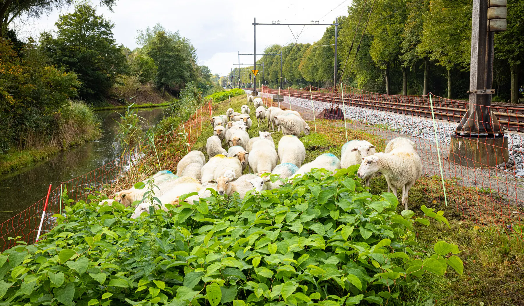 Schapen grazen langs het spoor
