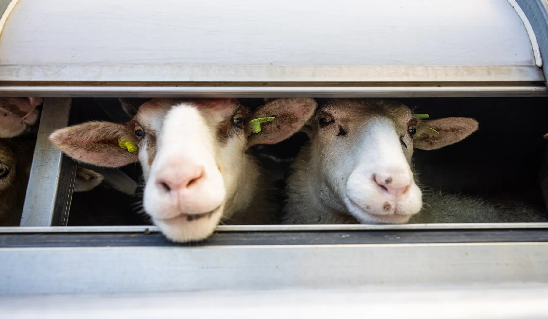 Schapen op weg naar hun feestmaal