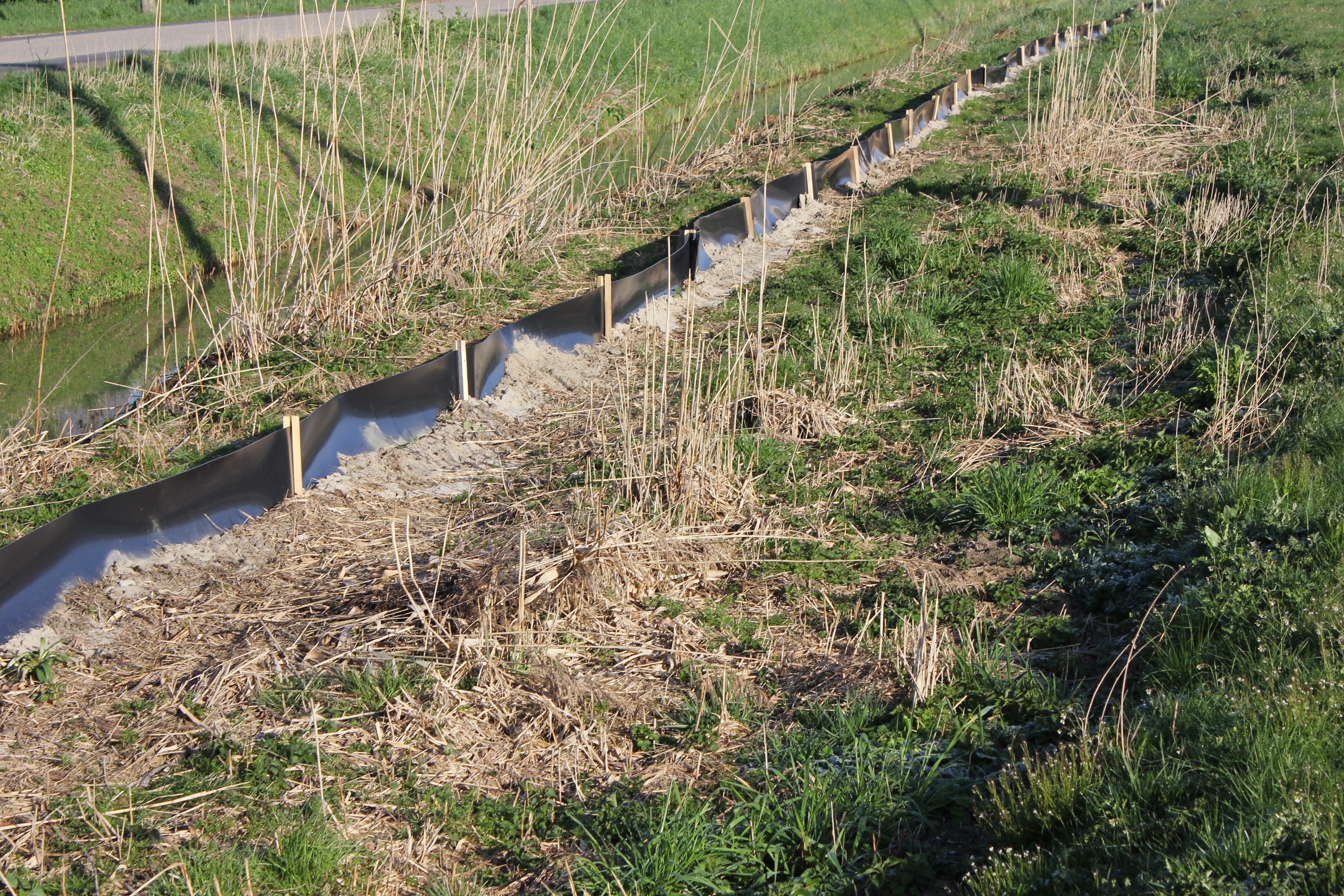 Zwarte, rubberen amfibieschermen  zorgen ervoor dat de heikikker niet terug kan naar zijn leefgebied